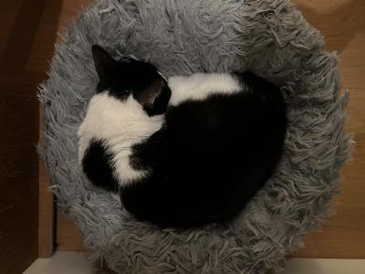 A picture of my cat, Bandit